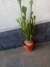 Cactus planta de interior