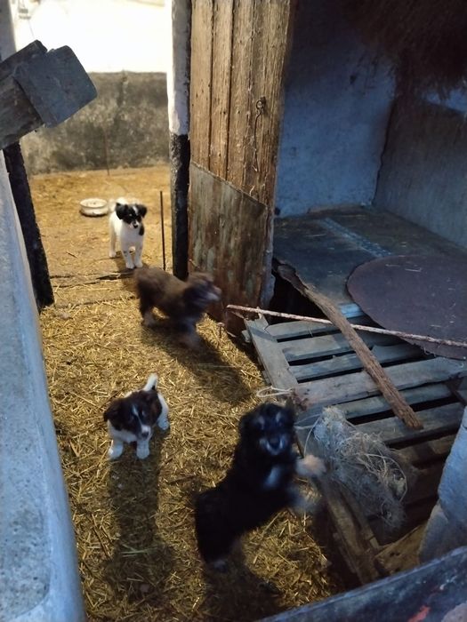 Donez căței talie mica