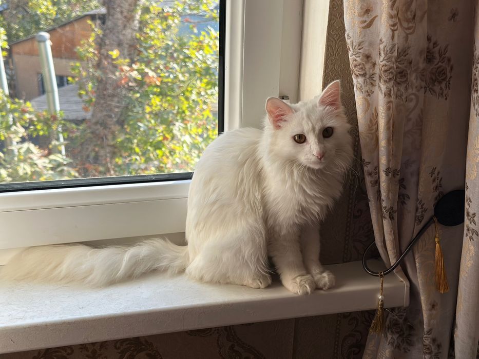 Пристраиваются котята