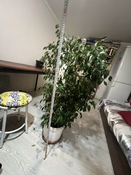 Растения крупные