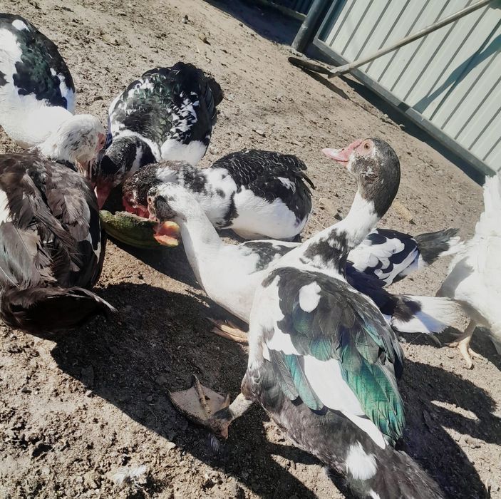 Продам индоуток живьём.