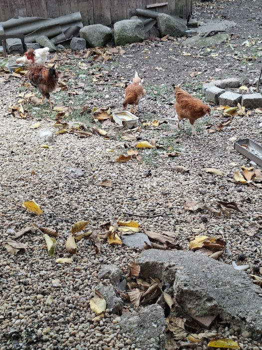 Vand un lot de 30 de pasari(4 cocosi tineri de casa +26 de rate mute)