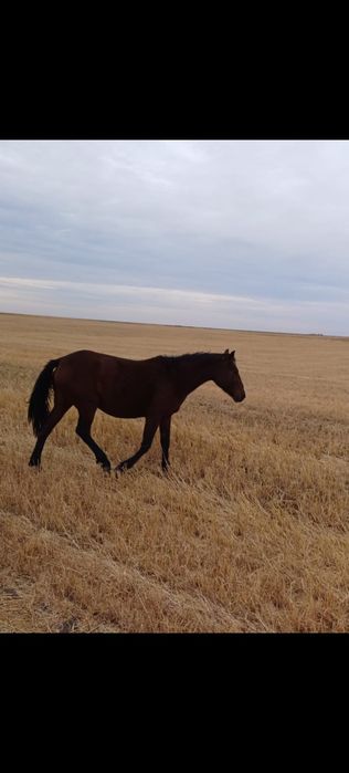 Продам кобылу 6 летка можно частями или соберутся покупатели на все 4
