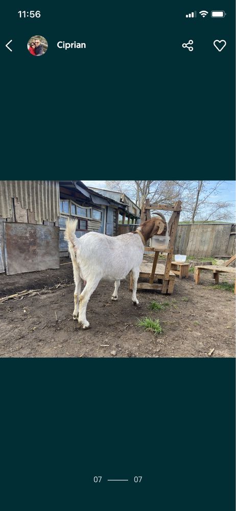 Vand capra Boer , 2 ani