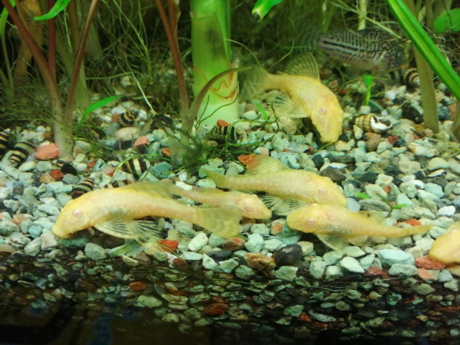 Pesti de acvariu Ancistrus albino