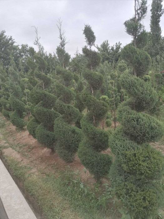 Можжевельник Спирал шаклда