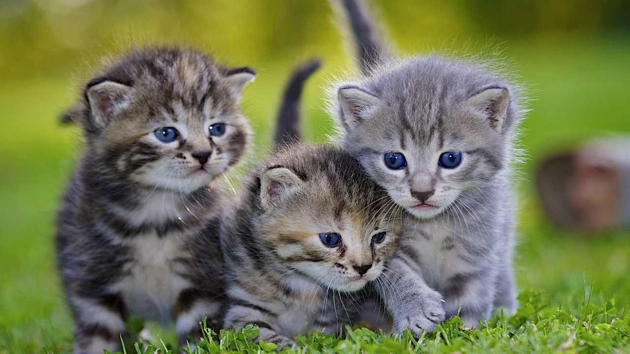 Раздам котят в хорошие руки