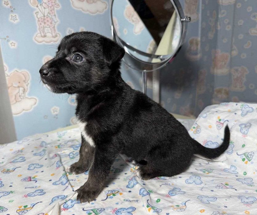 Отдам щенят в добрые руки