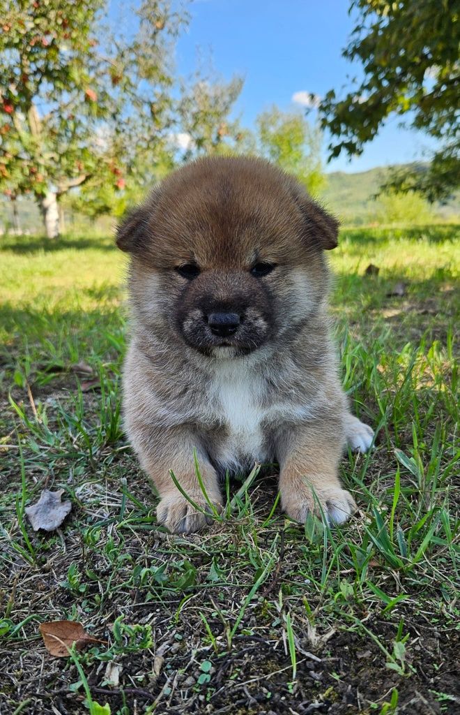Fetita Shiba cu pedigree