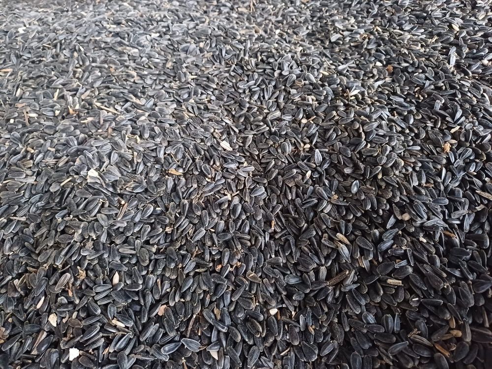 Vand floarea soareluri