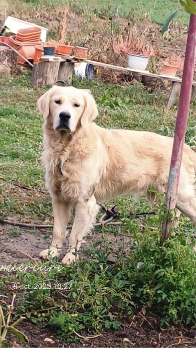 Donez Golden Retriver in varsta de 4 ani