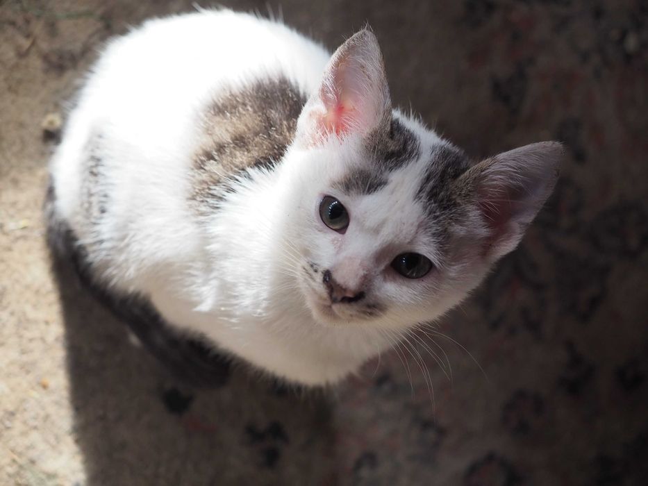 Donez pisici - 1 pisica si 3 motanei