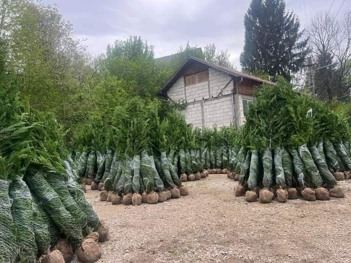 Tuia smarald , Leyland  Mesteacăn alb  Tei stejar Carpen frasin platan