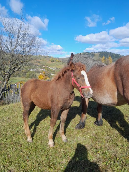 Vand manza, pe 15 face 5 luni