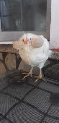 Oua pentru incubat: Araucana Alb