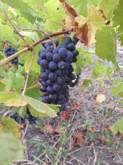 Vand struguri Coarna 2 lei kg