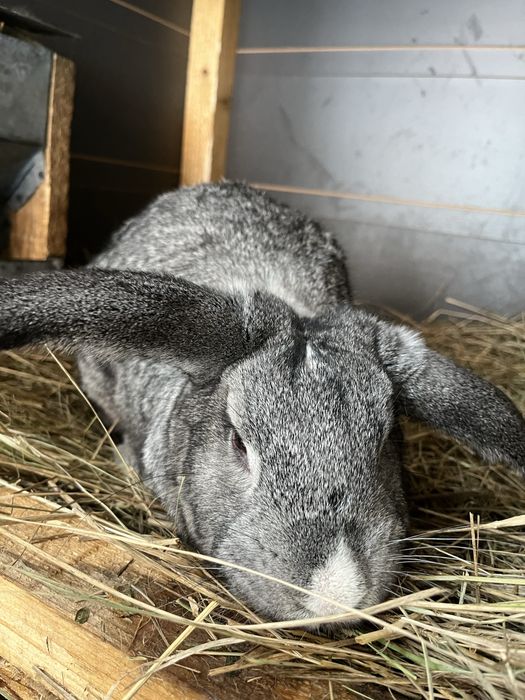 Vand metis negociabil