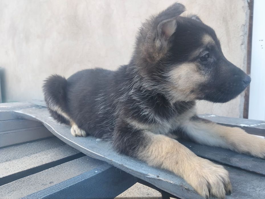 Продам щенков ВЕО