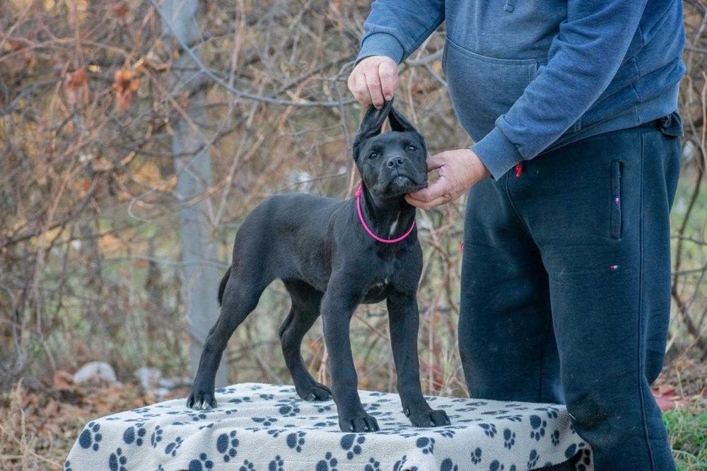 Cane corso femela 4 luni