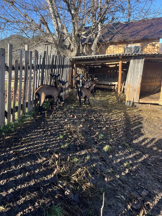 Capre gestante 1-2 ani