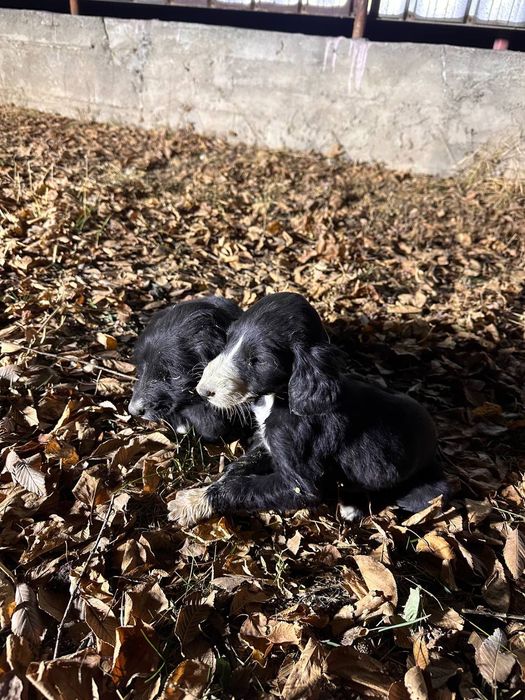 Тазы кушыктер сатылады