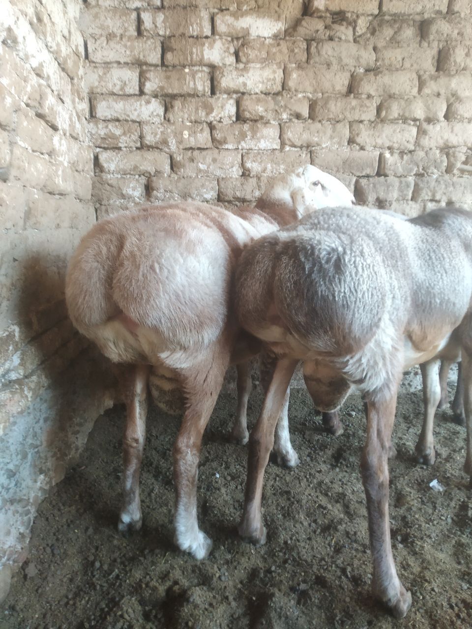 Qochqor qoy arashan zot