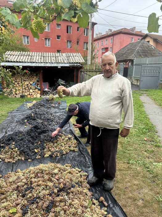 Struguri pentru vinn!!!