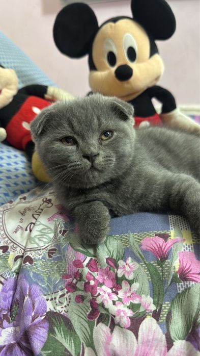 Скотиш фолд тоза зот мушукча