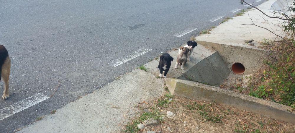 Donez Căței Cuminți