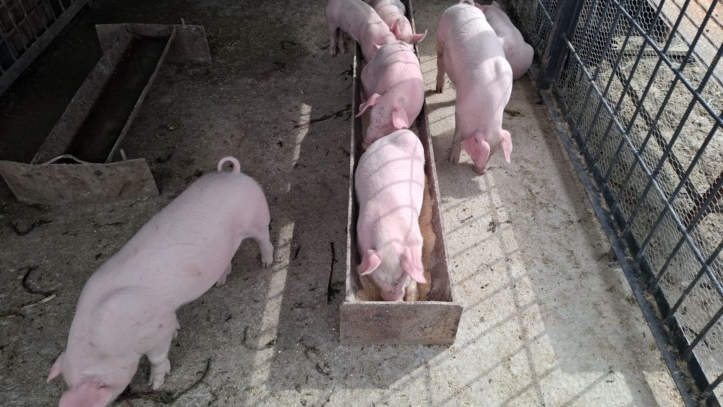 Se vând tablouri realistice, casnice ofertă limitată