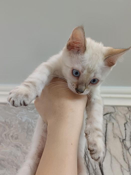 Бенгальские котята