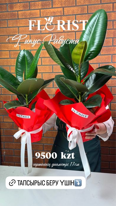 Комнатные цветы кульсары