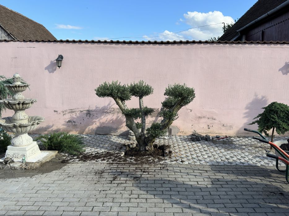 Amenajeri spati verzi gazon rulou piatra cubica montam plante ect