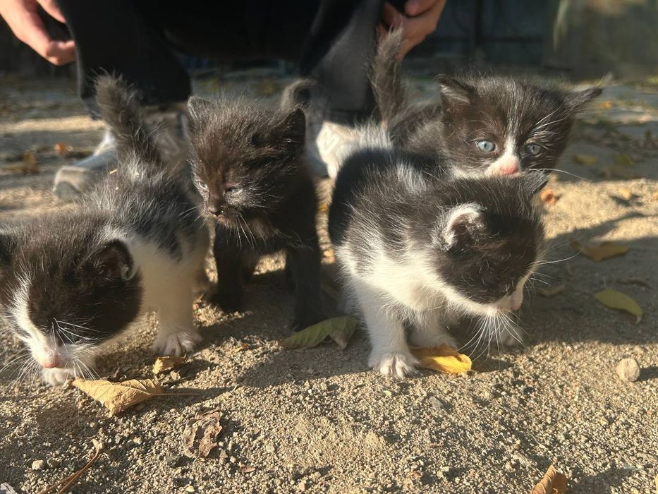 Котята в добрые руки