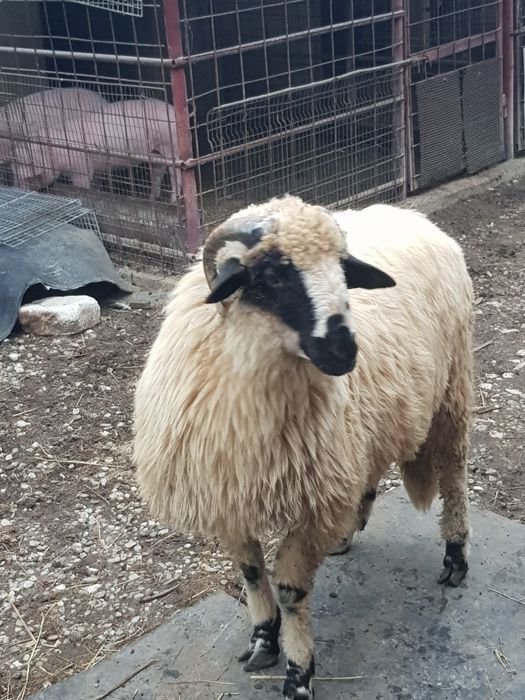 Vand berbec de rasă turcana