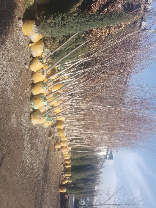 Хар хил турдаги АРЧАЛАР