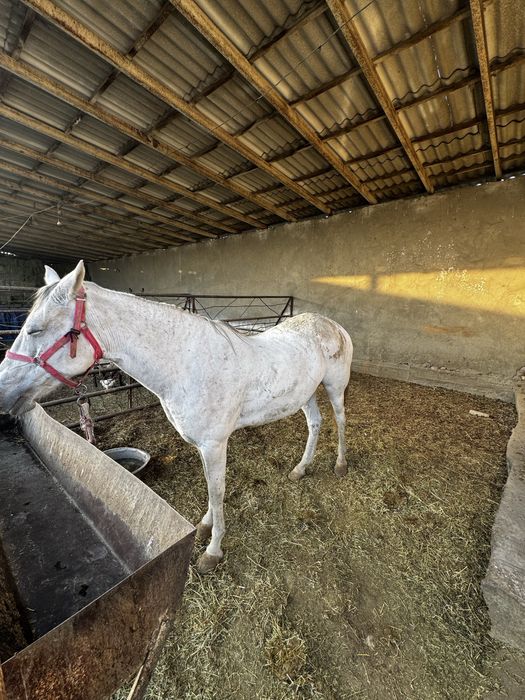 Ot axaltakeniskiy ot baytal