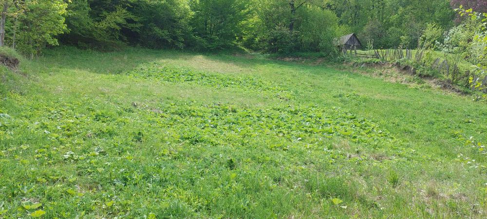 Teren de vanzare+căsuță +pădure