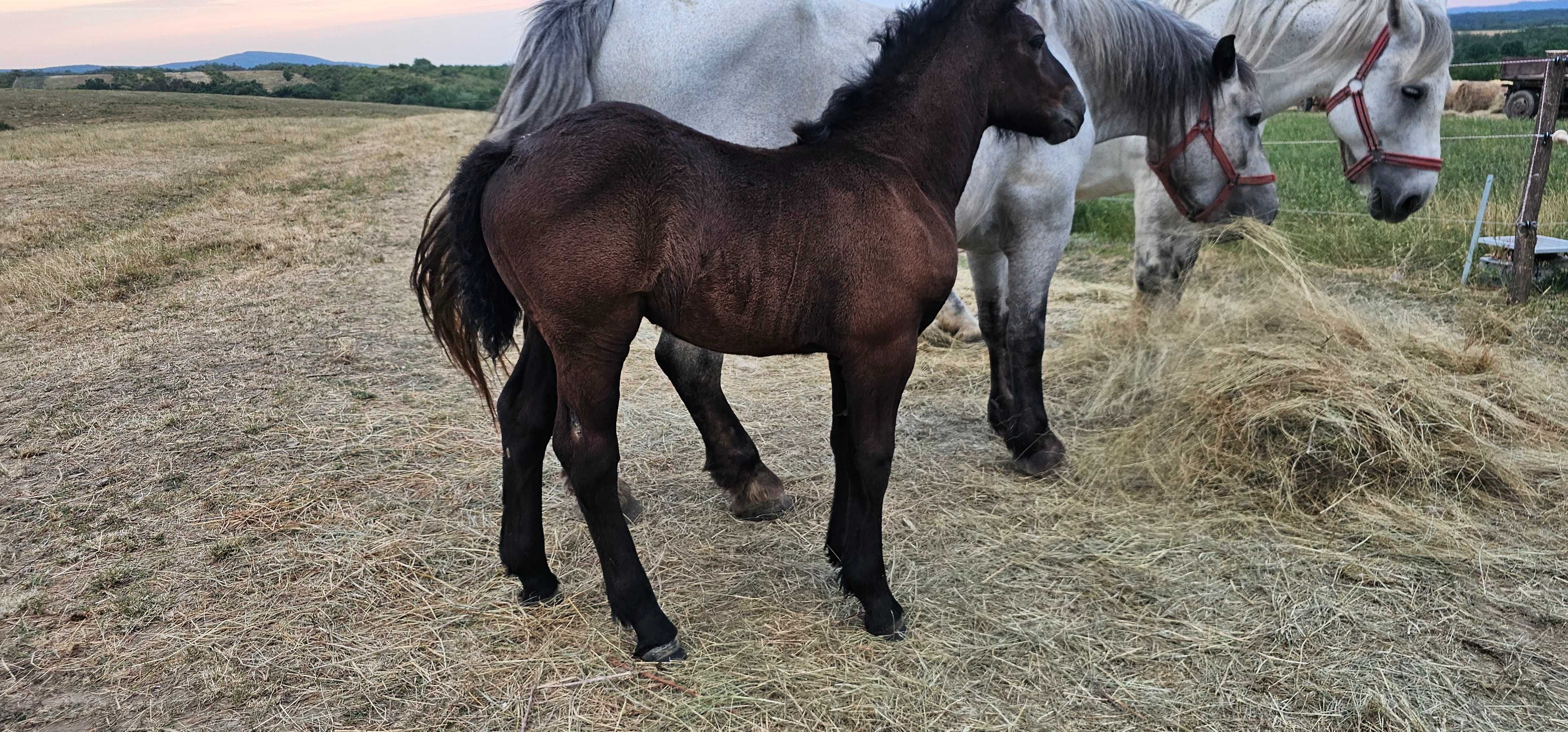 Vand iapa gestanta de 4 ani cu manza de 2 luni