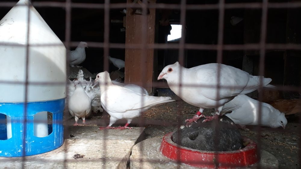 Porumbei indieni,infoieti si voiajori albi