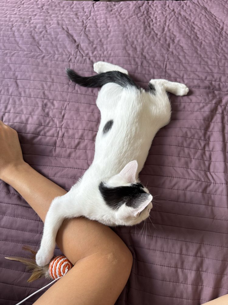 Котенок девочка в добрые руки