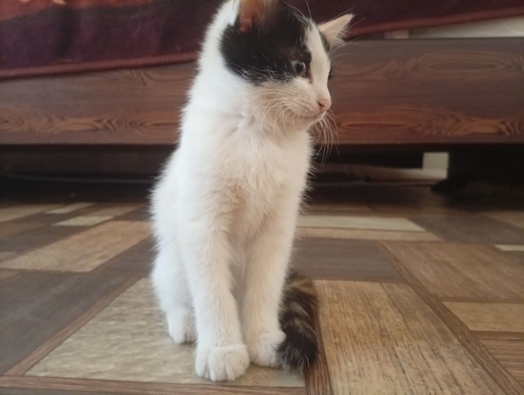 котенок отдаем бесплатно