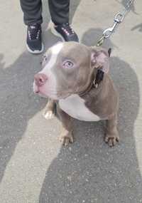 Caine American Bully femela