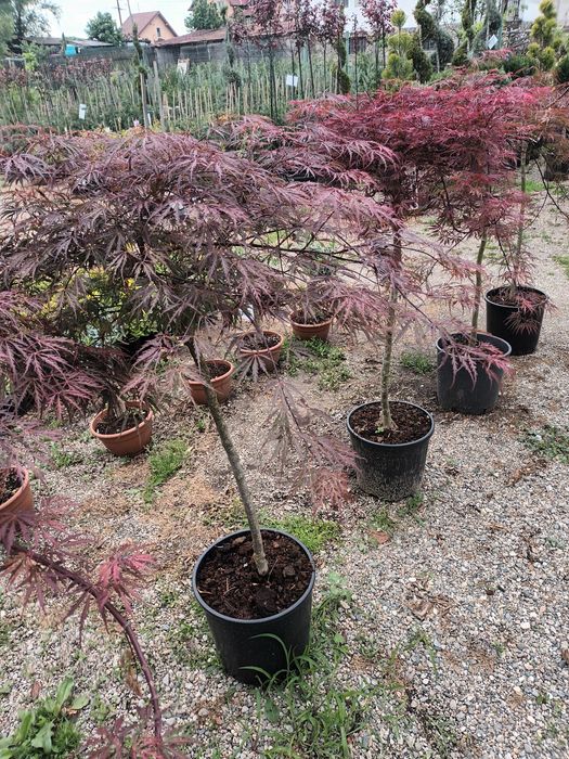 Artar rosu japonez/ acer palmatum/ plante ornamentale