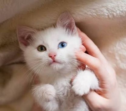 Белые котята домашние. Мама породы Сноу Шу.