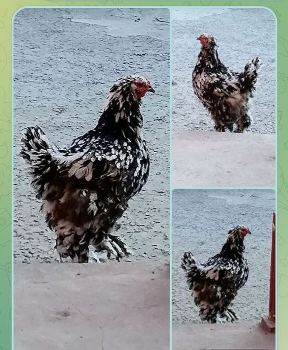 Brama tovuq  sotiladi