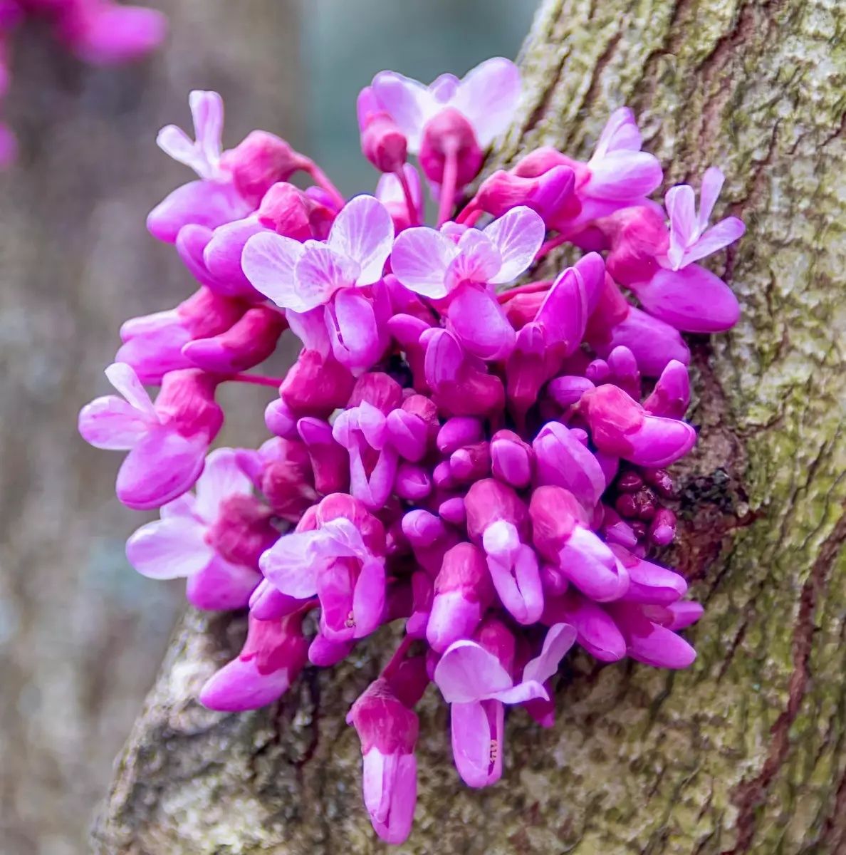 Cercis Canadensis (Arborele Lui Iuda )
