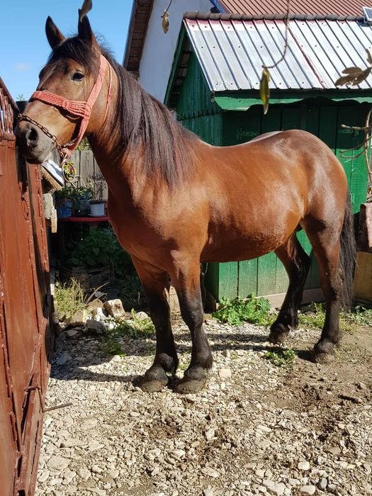 Mînz 2 ani de vânzare