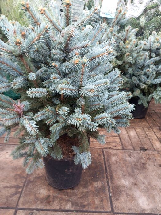 Vând puieți de brazi arginti  la ghiveci super bleu