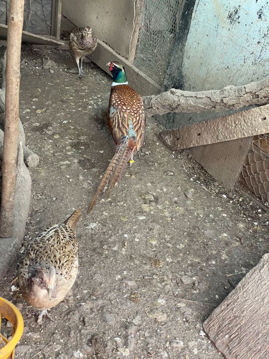 Монголски фазани ( пръстенчат фазан ) Ловен фазан